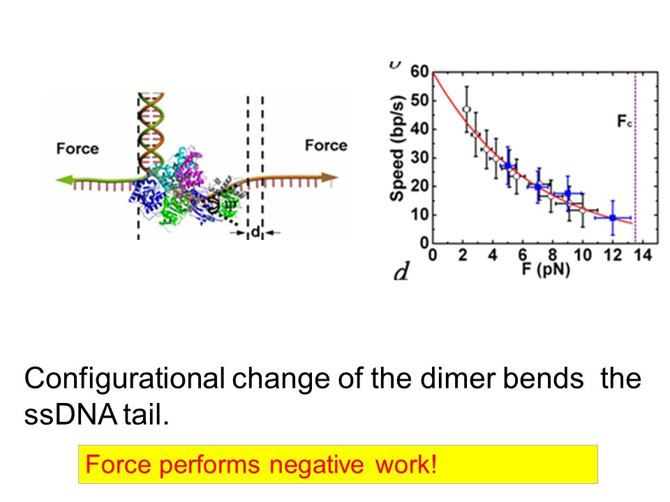 Configurational change of the dimer bends the ssDNA tail. Force performs negative work!