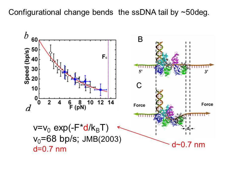 d~0.7 nm v=v 0 exp(-F*d/k B T) v 0 =68 bp/s; JMB(2003) d=0.7 nm Configurational change bends the ssDNA tail by ~50deg.