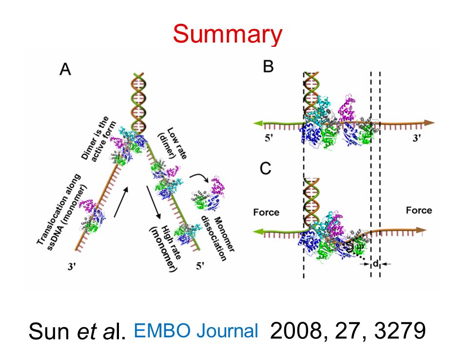 Summary EMBO Journal 2008, 27, 3279 Sun et al.