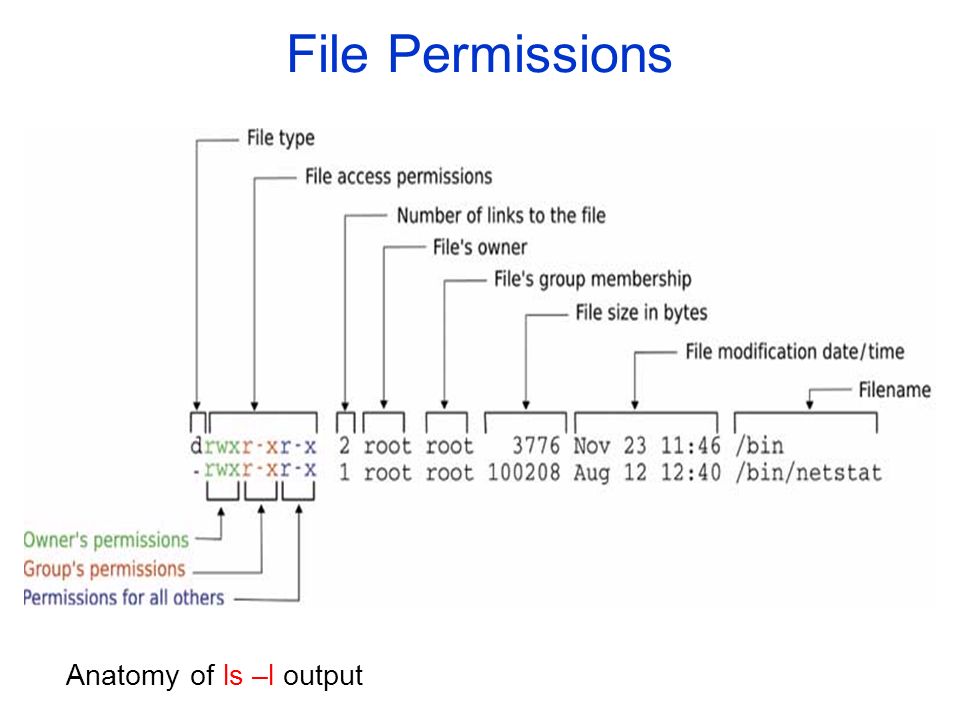 File Permissions Anatomy of ls –l output