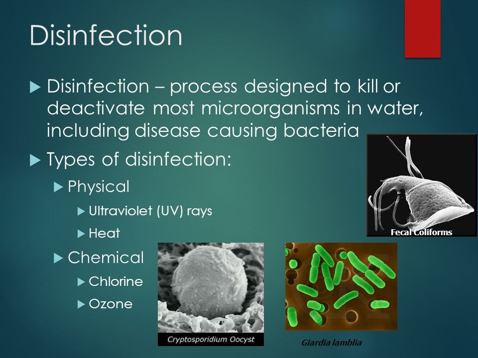 Disinfection  Disinfection – process designed to kill or deactivate most microorganisms in water, including disease causing bacteria  Types of disinfection:  Physical  Ultraviolet (UV) rays  Heat  Chemical  Chlorine  Ozone Giardia lamblia Fecal Coliforms
