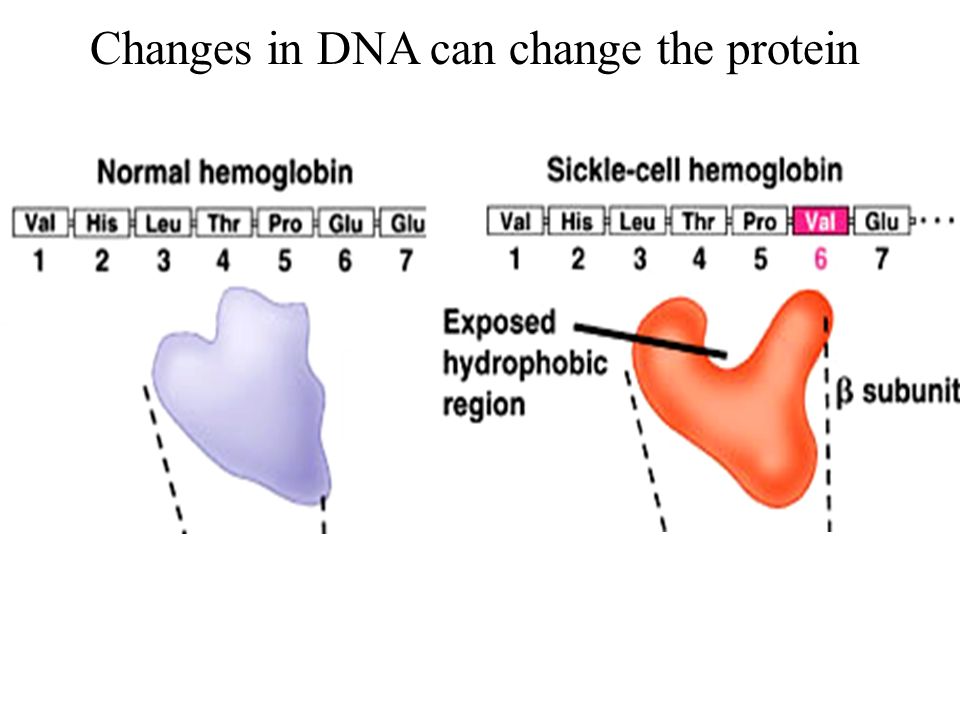 Changes in DNA can change the protein