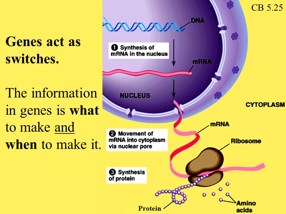 Genes act as switches. The information in genes is what to make and when to make it. Protein