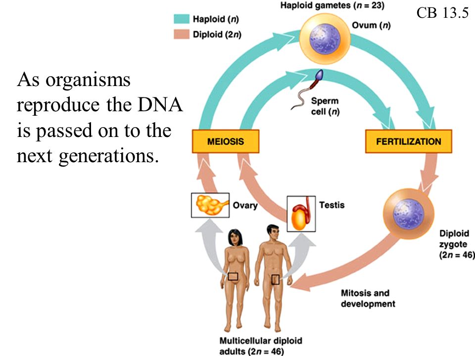 As organisms reproduce the DNA is passed on to the next generations.