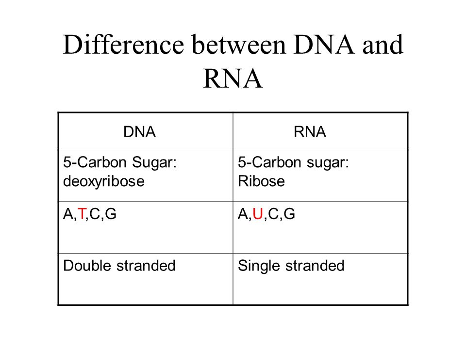 4 Difference Between Dna And Rna Dna Rna 5 Carbon Sugar Deoxyribose 5 Carbon Sugar Ribose Atcgaucg Double Strandedsingle Stranded 4 Difference Between Dna And Rna Dna Rna 5 Carbon Sugar Deoxyribose 5 Carbon Sugar Ribose Atcgaucg Double Strandedsingle Stranded