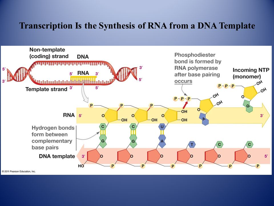 afdil is a dna laboratory that specializes in dna typing torrent afdil is a dna laboratory that specializes in dna typing torrent