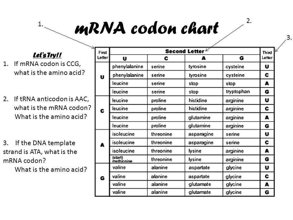 Trna Codon Chart
