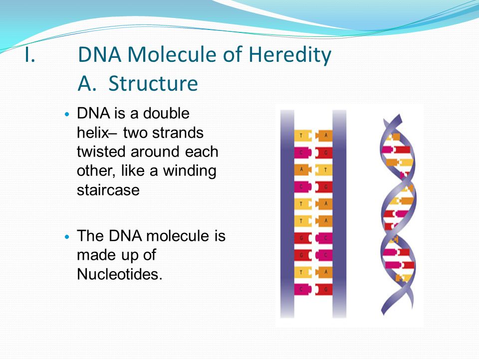 Why Should We Learn About DNA. To understand how genes are inherited and expressed.
