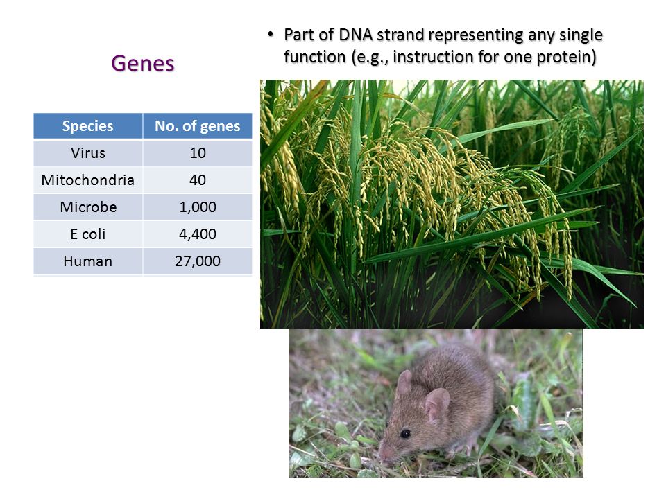 Genes Part of DNA strand representing any single function (e.g., instruction for one protein) Part of DNA strand representing any single function (e.g., instruction for one protein) SpeciesNo.