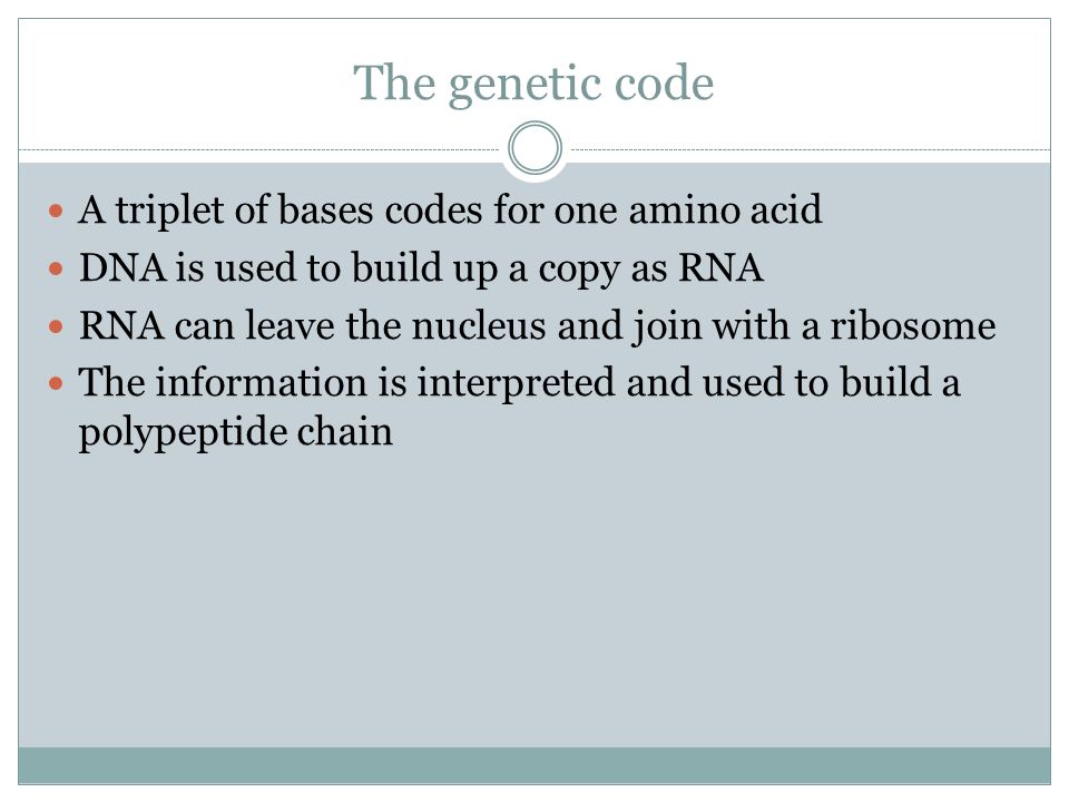 The genetic code A triplet of bases codes for one amino acid DNA is used to build up a copy as RNA RNA can leave the nucleus and join with a ribosome The information is interpreted and used to build a polypeptide chain