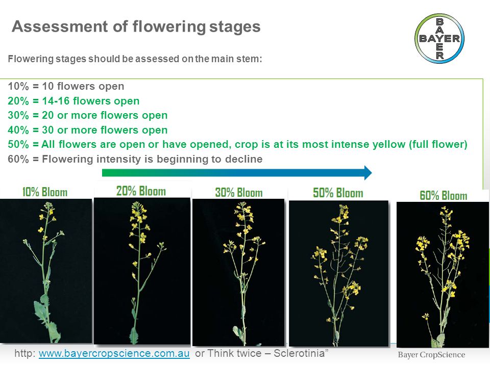 Assessment of flowering stages Flowering stages should be assessed on the main stem: 10% = 10 flowers open 20% = flowers open 30% = 20 or more flowers open 40% = 30 or more flowers open 50% = All flowers are open or have opened, crop is at its most intense yellow (full flower) 60% = Flowering intensity is beginning to decline http:   or Think twice – Sclerotinia