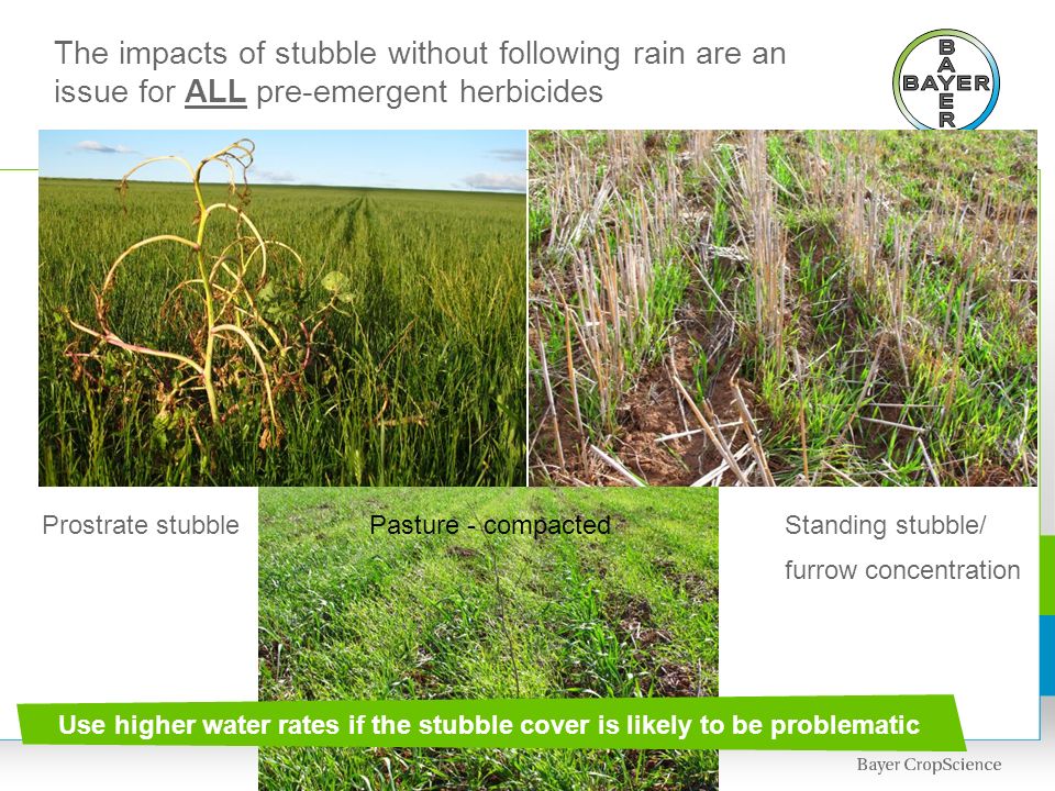The impacts of stubble without following rain are an issue for ALL pre-emergent herbicides Use higher water rates if the stubble cover is likely to be problematic Prostrate stubbleStanding stubble/ furrow concentration Pasture - compacted