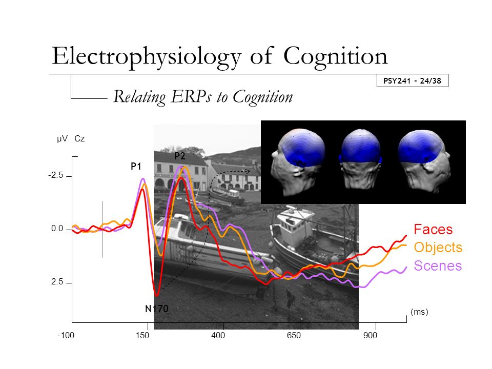 PSY /38 Faces Scenes Objects (ms) µV Cz N170 P1 P2 Relating ERPs to Cognition Electrophysiology of Cognition
