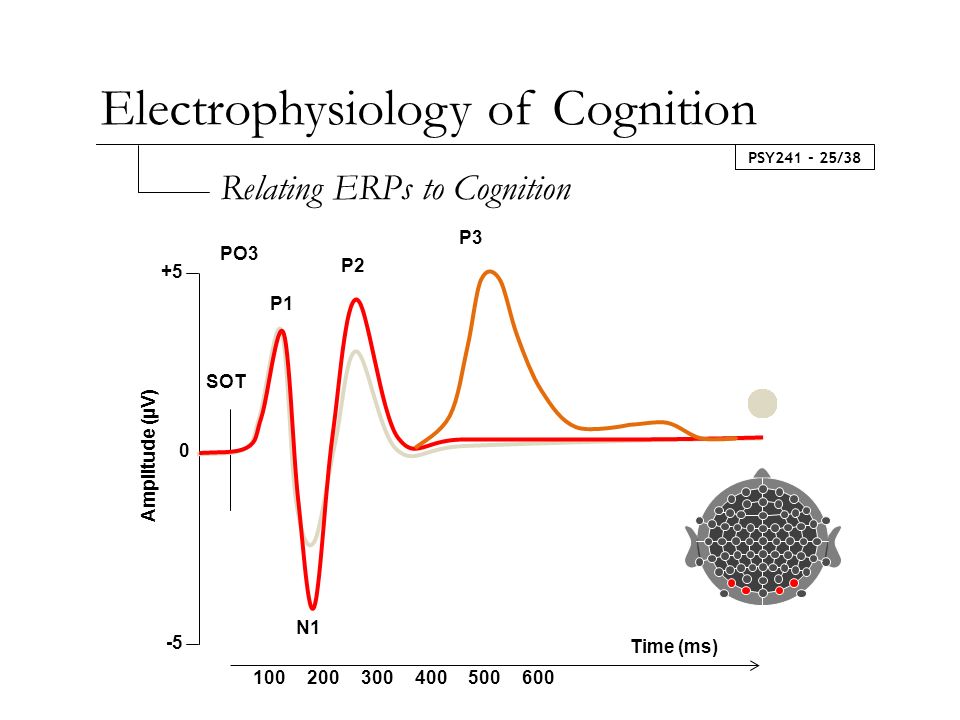 PSY /38 Relating ERPs to Cognition Electrophysiology of Cognition N1 P2 SOT P Time (ms) Amplitude (µV) PO3 P3