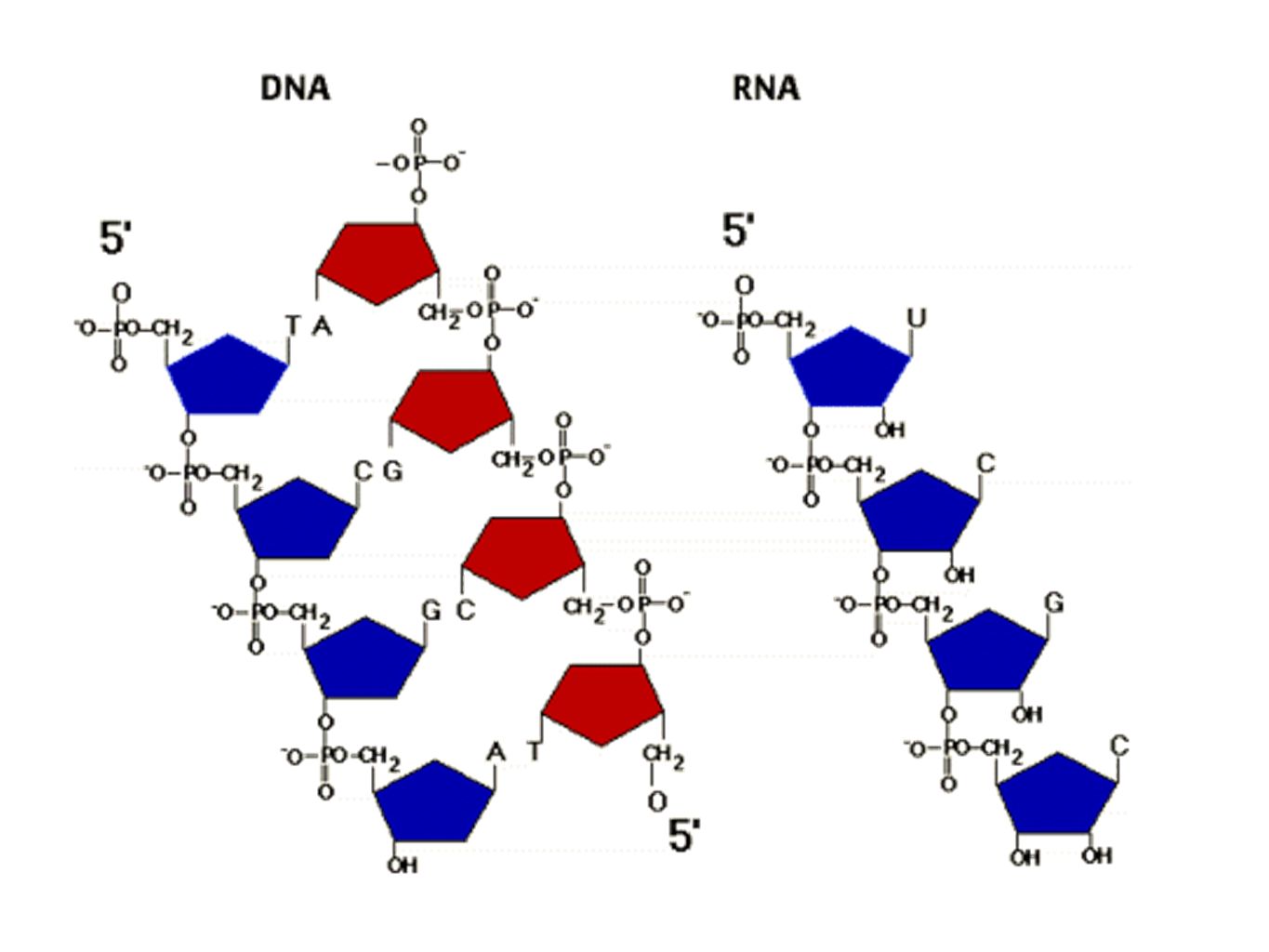 Рнк гуанин цитозин. Таблица гуанин цитозин Тимин РНК ДНК. ДНК И РНК аденин Тимин. Аденин молекула и ДНК. Гуанин в молекуле ДНК.
