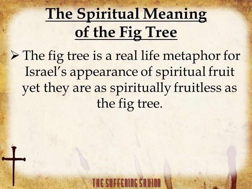 The Spiritual Meaning of the Fig Tree  The fig tree is a real life metaphor for Israel’s appearance of spiritual fruit yet they are as spiritually fruitless as the fig tree.