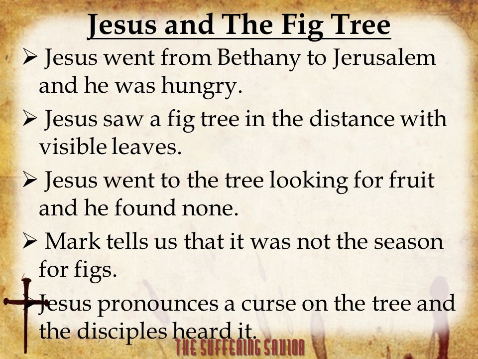 Jesus and The Fig Tree  Jesus went from Bethany to Jerusalem and he was hungry.
