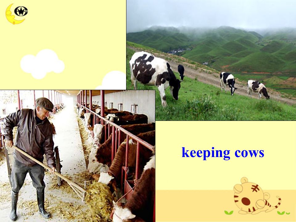 keeping cows
