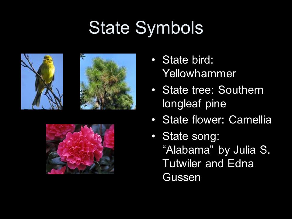 state flower and tree of alabama flowers healthy