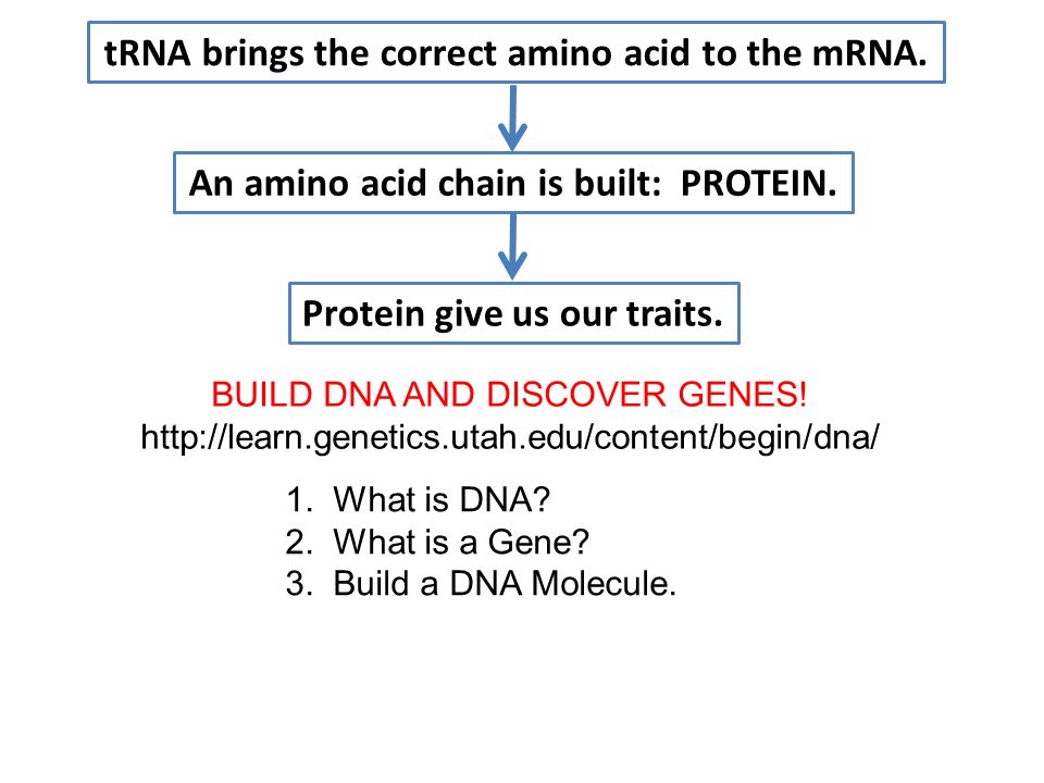 Protein Synthesis Flow Chart Answers