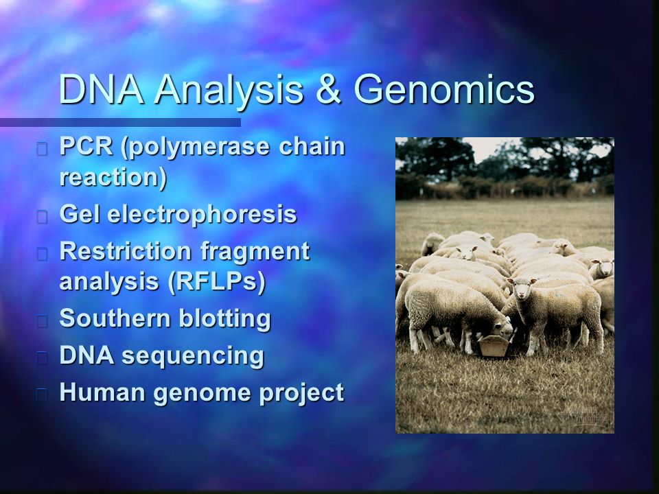 DNA Analysis & Genomics n PCR (polymerase chain reaction) n Gel electrophoresis n Restriction fragment analysis (RFLPs) n Southern blotting n DNA sequencing n Human genome project
