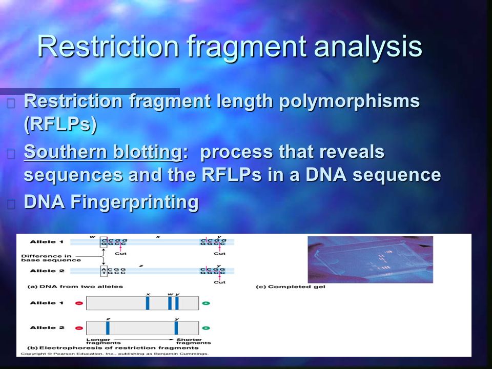 Restriction fragment analysis n Restriction fragment length polymorphisms (RFLPs) n Southern blotting: process that reveals sequences and the RFLPs in a DNA sequence n DNA Fingerprinting