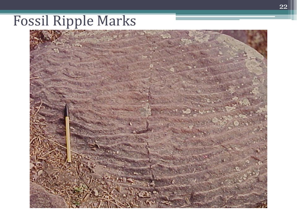 Fossil Ripple Marks 22