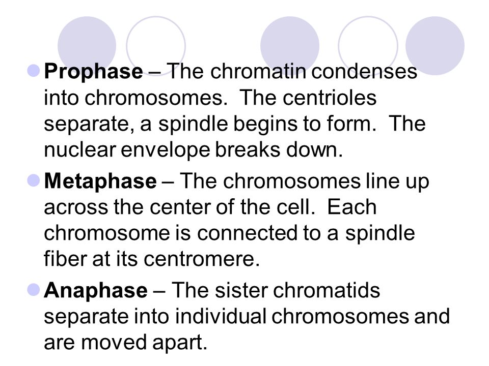 Prophase – The chromatin condenses into chromosomes.