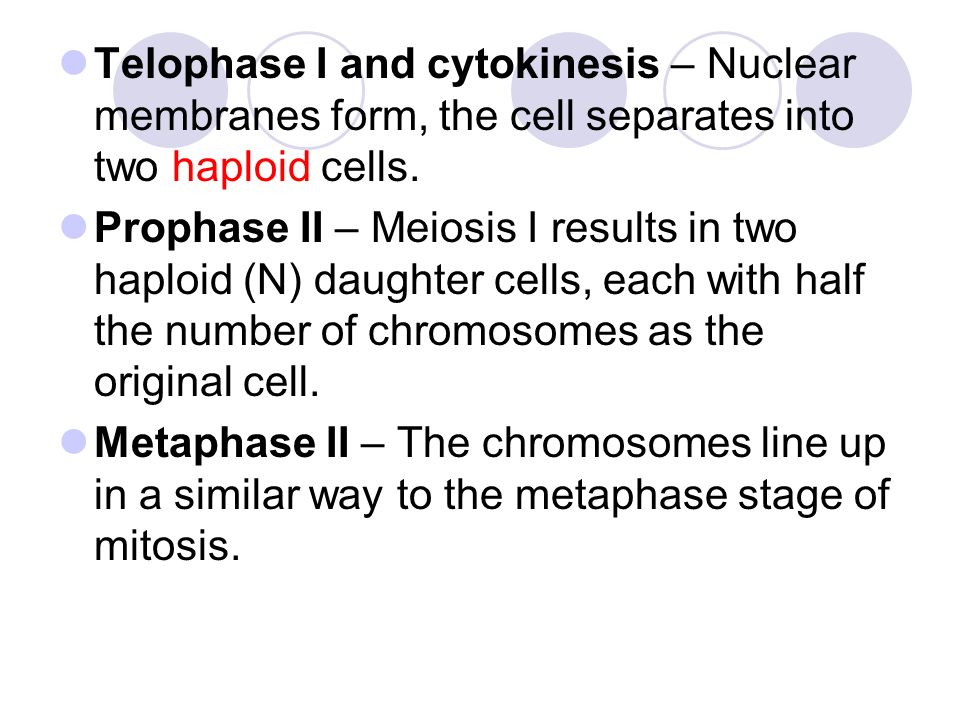 Telophase I and cytokinesis – Nuclear membranes form, the cell separates into two haploid cells.