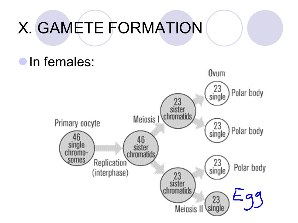 X. GAMETE FORMATION In females: