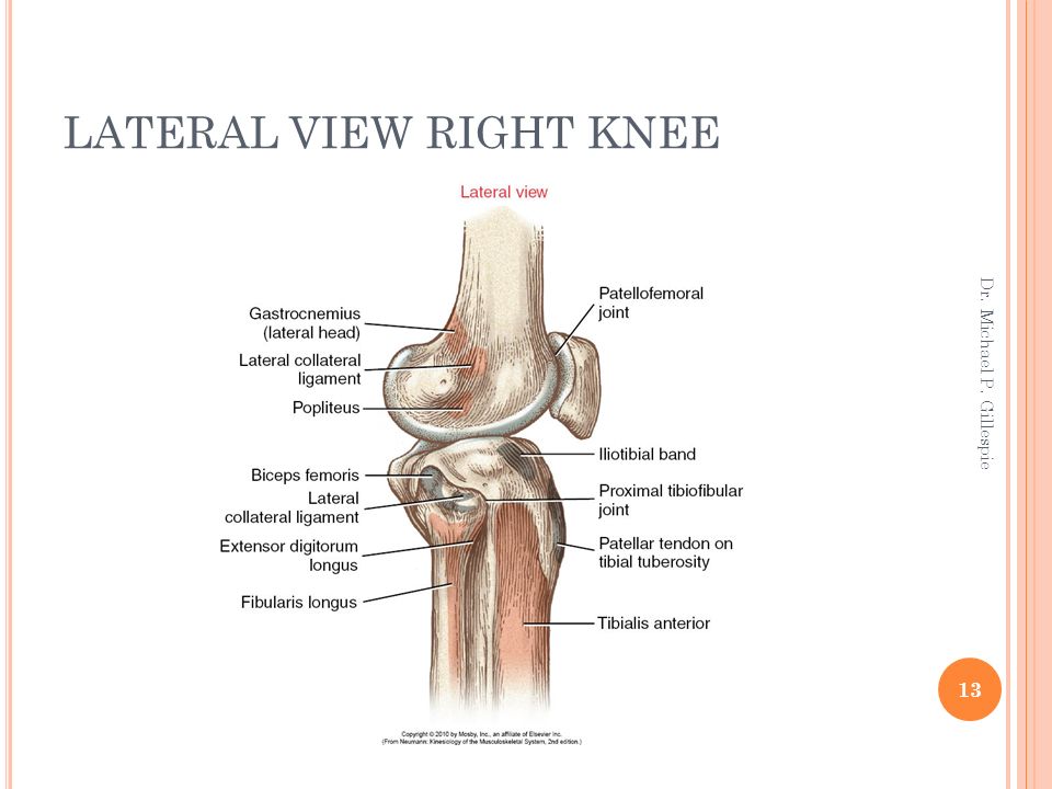 KNEE Dr. Michael P. Gillespie. KNEE: GENERAL CONSIDERATIONS The knee ...