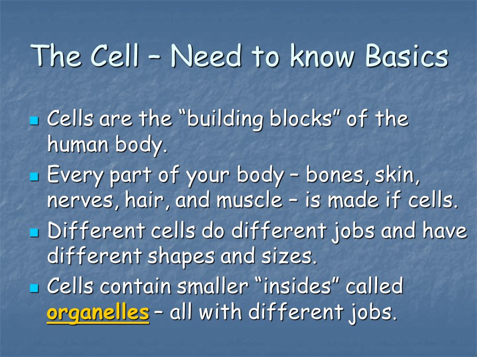 The Cell – Need to know Basics Cells are the building blocks of the human body.