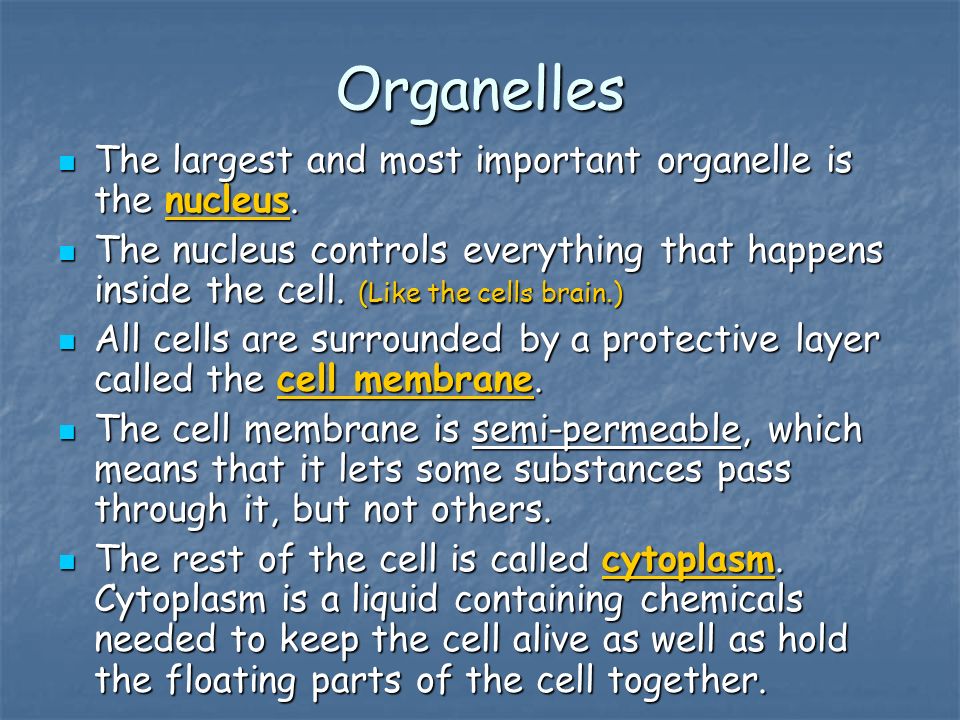 Organelles The largest and most important organelle is the nucleus.