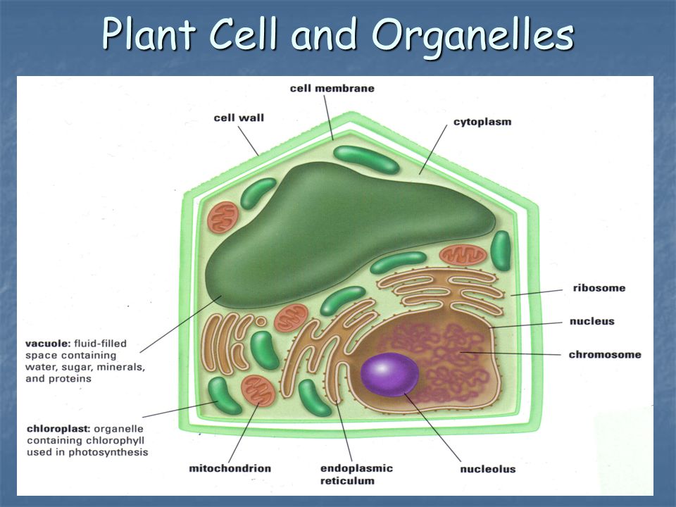 Plant Cell and Organelles