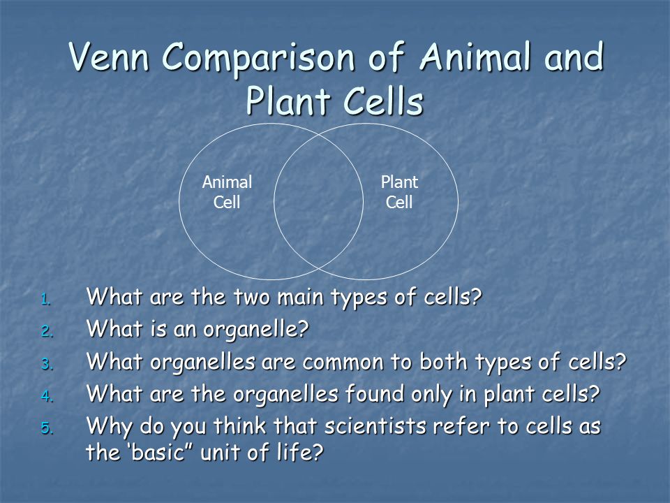 Venn Comparison of Animal and Plant Cells 1. What are the two main types of cells.
