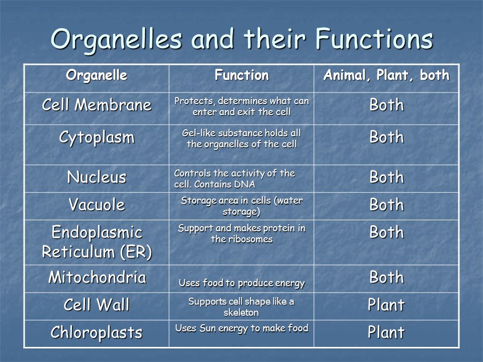Organelles and their Functions OrganelleFunction Animal, Plant, both Cell Membrane Protects, determines what can enter and exit the cell Both Cytoplasm Gel-like substance holds all the organelles of the cell Both Nucleus Controls the activity of the cell.