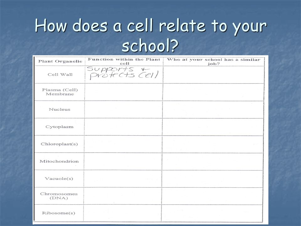 How does a cell relate to your school