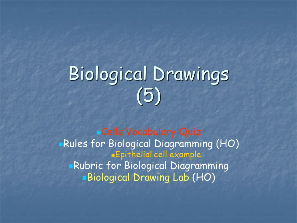 Biological Drawings (5) Cells Vocabulary Quiz Rules for Biological Diagramming (HO) Epithelial cell example Rubric for Biological Diagramming Biological Drawing Lab (HO)