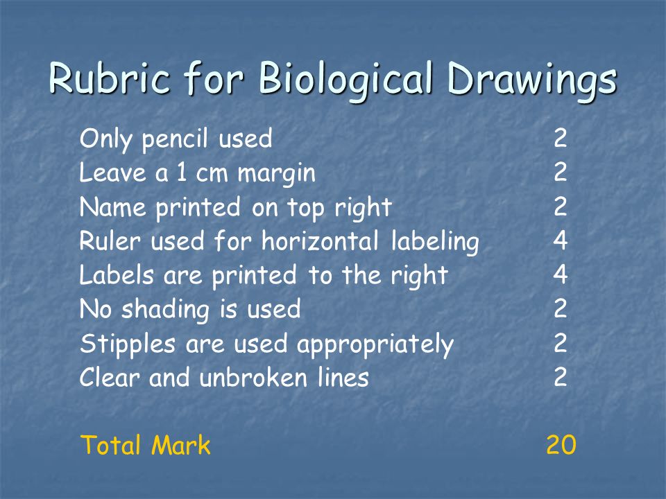 Rubric for Biological Drawings Only pencil used 2 Leave a 1 cm margin 2 Name printed on top right 2 Ruler used for horizontal labeling 4 Labels are printed to the right 4 No shading is used 2 Stipples are used appropriately 2 Clear and unbroken lines 2 Total Mark20