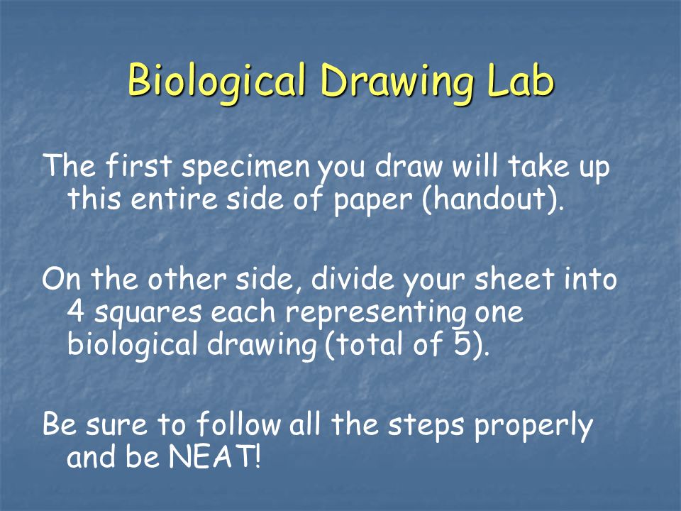Biological Drawing Lab The first specimen you draw will take up this entire side of paper (handout).