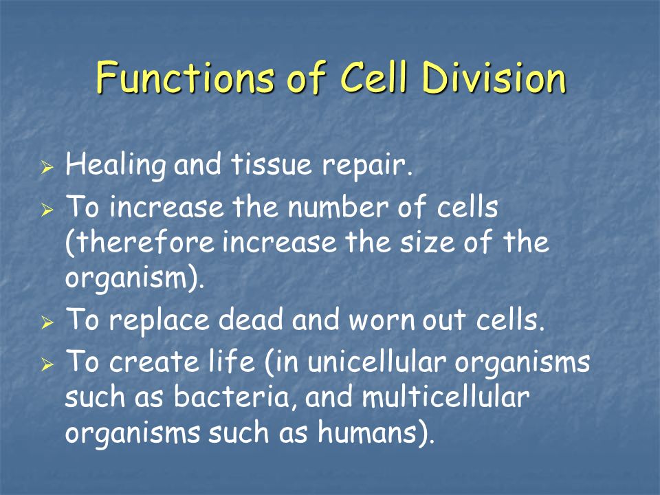 Functions of Cell Division   Healing and tissue repair.