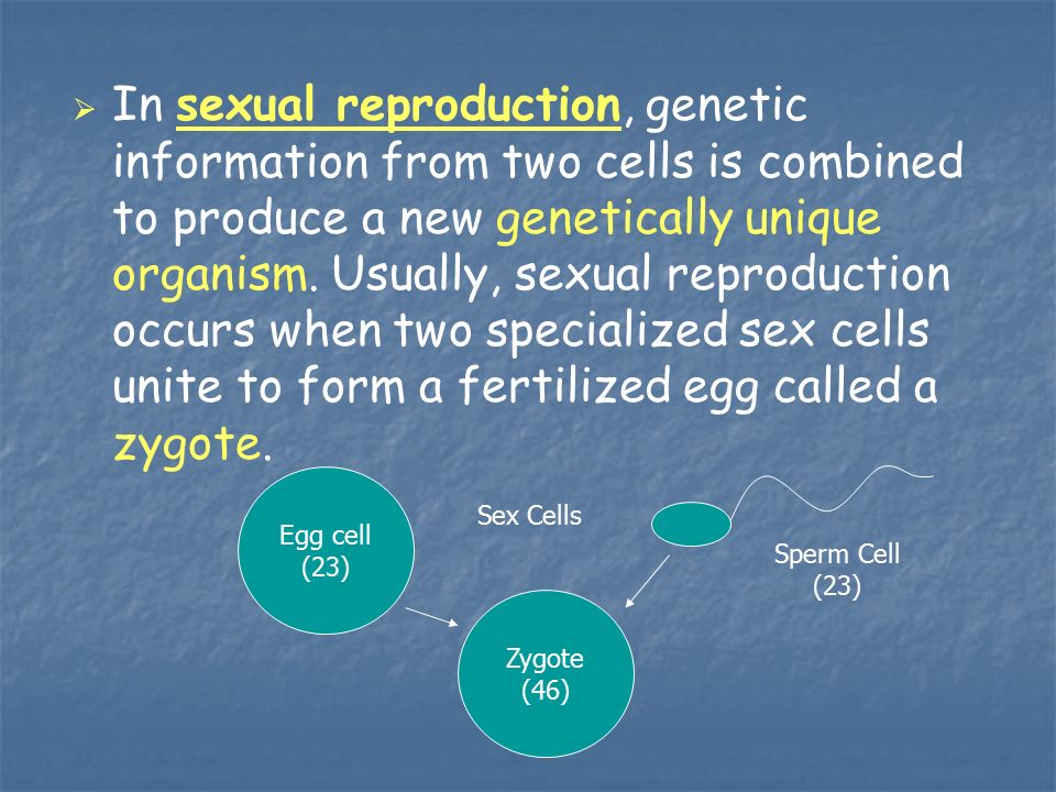   In sexual reproduction, genetic information from two cells is combined to produce a new genetically unique organism.