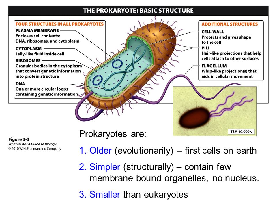 Chapter 3: Cells The smallest part of you Lectures by Mark Manteuffel ...