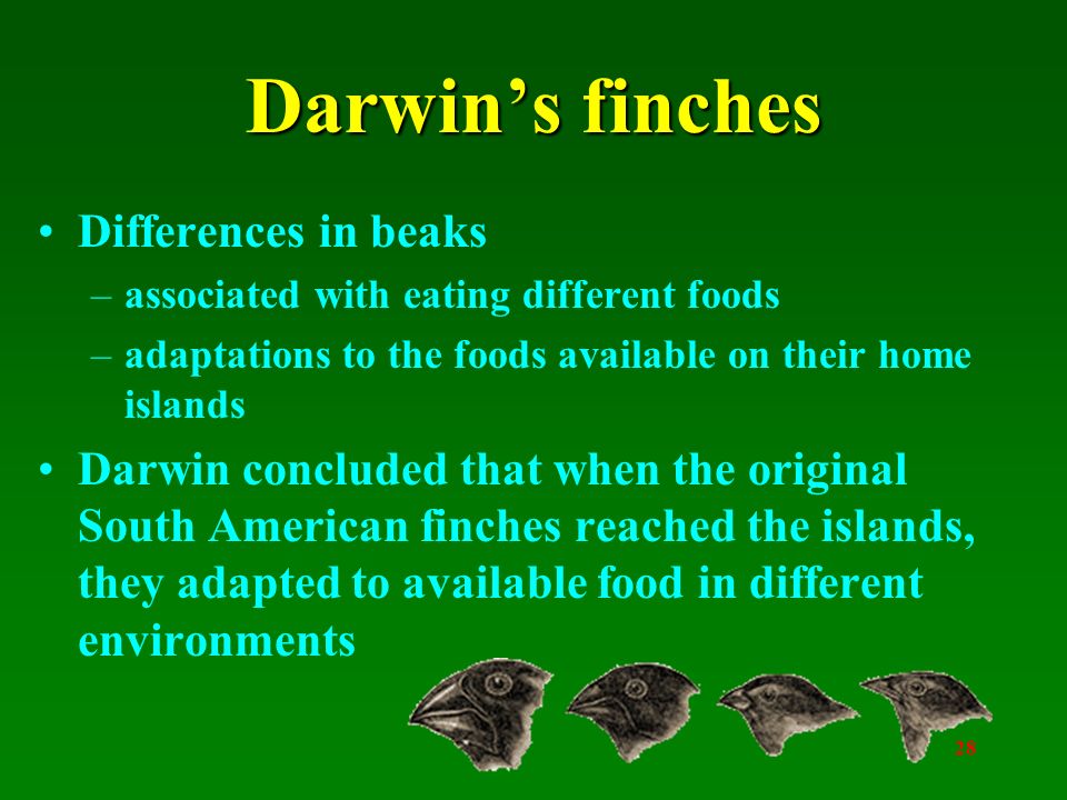 27 Darwin’s finches 13 species of finches in the Galápagos Islands Was puzzling since only 1 species of this bird on the mainland of South America, 600 miles to the east, where they had all presumably originated