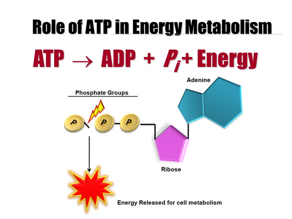 Role of ATP in Energy Metabolism ATP  ADP + P i + Energy