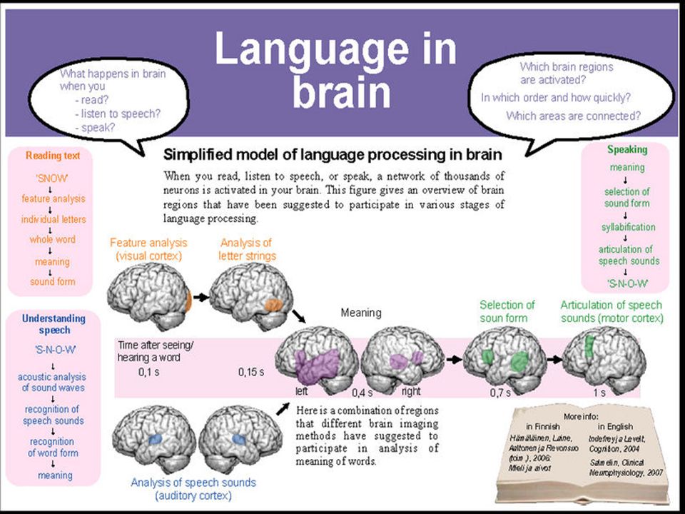 Brain languages. Brain and language. Язык и мозг. Relationship between language and the Brain. Language areas in the Brain.