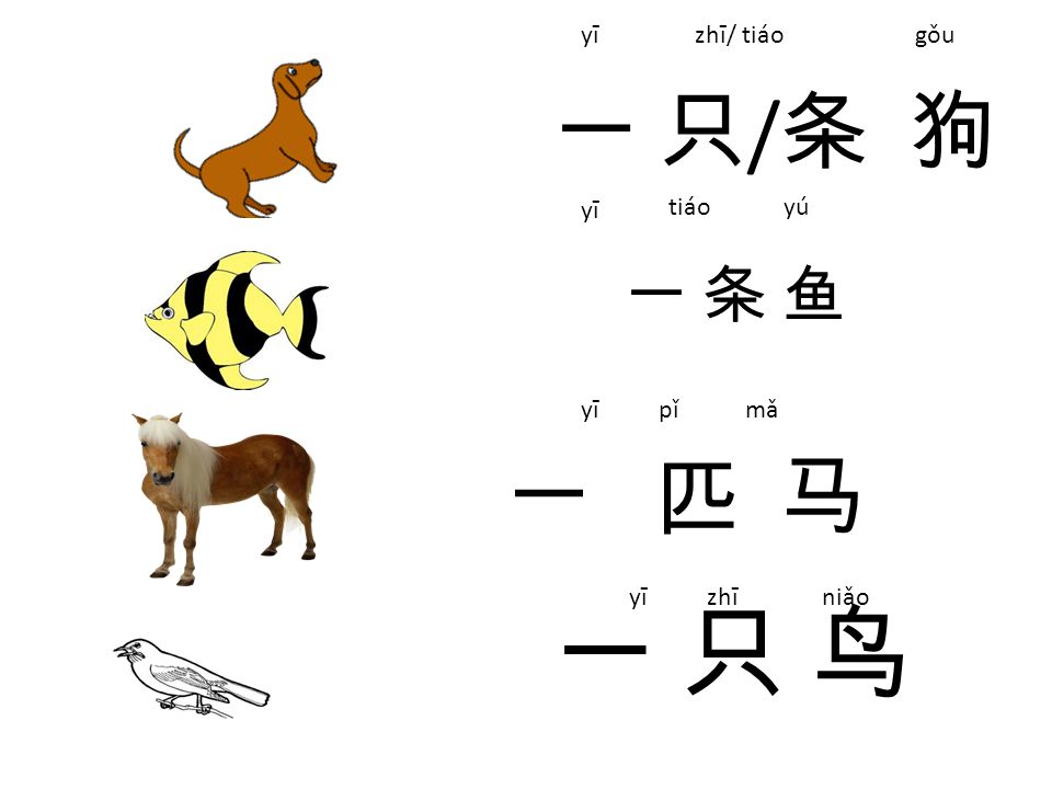 Lesson Seven My Pets Aim Being Able To Talk About Your Pets As Well As Animals In China Measure Word 只 For Animals 匹 For Horse 条 For Fish Or A Lesson Seven My Pets Aim Being Able To Talk About Your Pets As Well As Animals In China Measure Word 只 For Animals 匹 For Horse 条 For Fish Or A