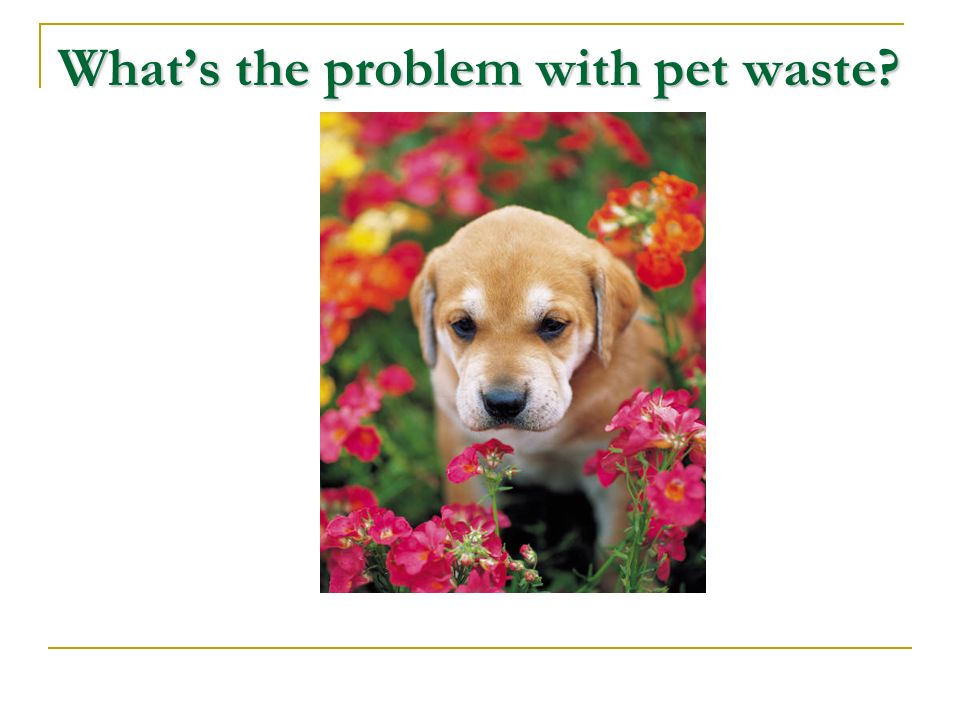 What’s the problem with pet waste