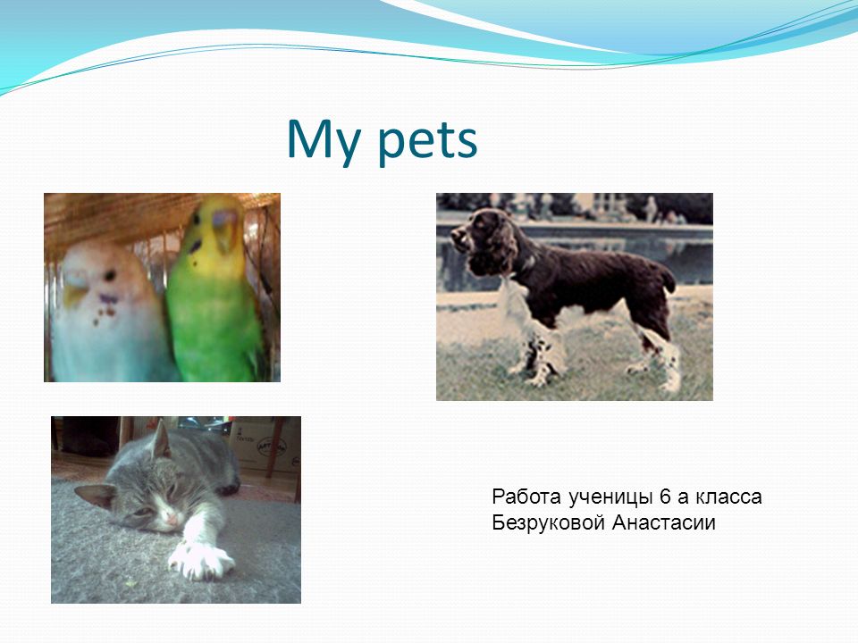 My pet 3 класс. Проекты на тему my Pet. Презентация my Pets 4 класс. My Pets монолог 2 класс.