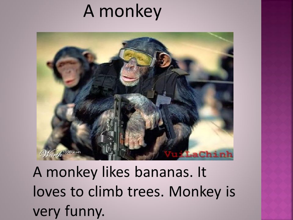 A monkey A monkey likes bananas. It loves to climb trees. Monkey is very funny.